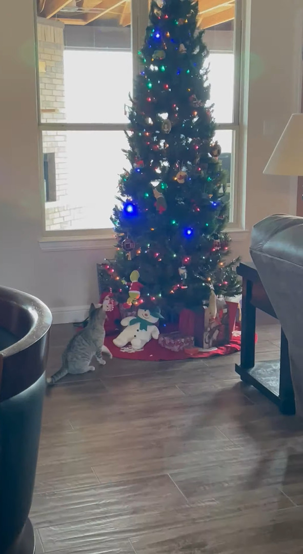 一足早いクリスマスプレゼント？猫がクリスマスツリーのオーナメントのひとつにおててを伸ばして・・もらっていっちゃった！！【アメリカ・動画】