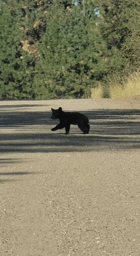 道路の真ん中まで出てきてしまった子グマ。対向車はその存在に気が付いてない！？【アメリカ・動画】