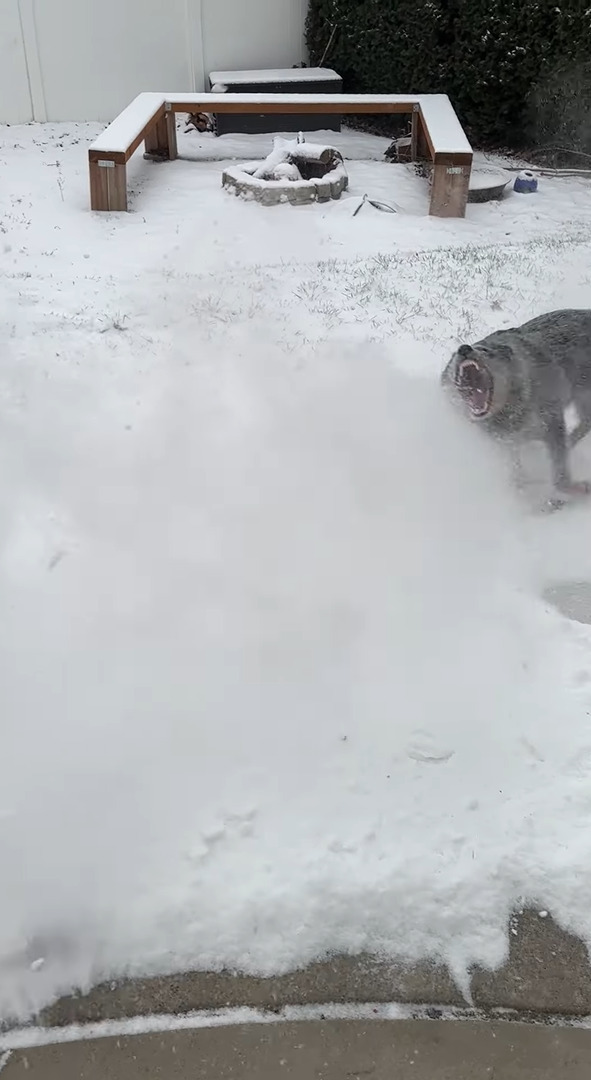 ブロワーで除雪作業をしていたら・・。ブルーヒーラーがはしゃいで楽しそう！！【アメリカ・動画】