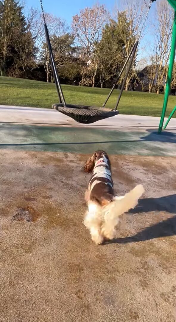 ブランコが大好きな愛犬たち。公園で見つけるとさっそく2匹で飛び乗った！！【海外・動画】