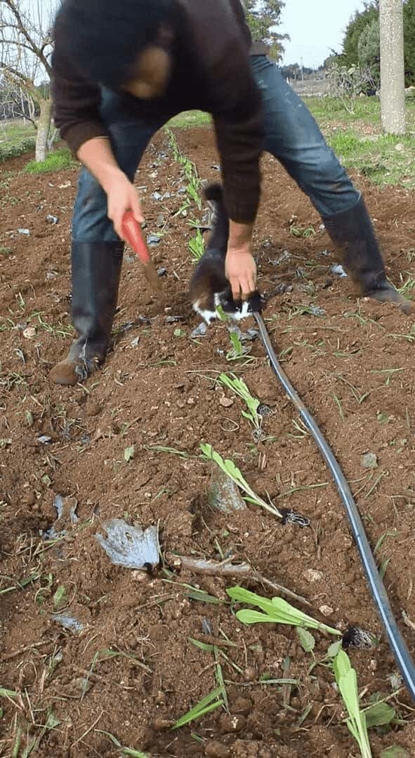 子猫が畑仕事のお手伝い？苗を植えたらひとなで、もうひとつ植えたらひとなで・・、ご褒美担当中！！【海外・動画】