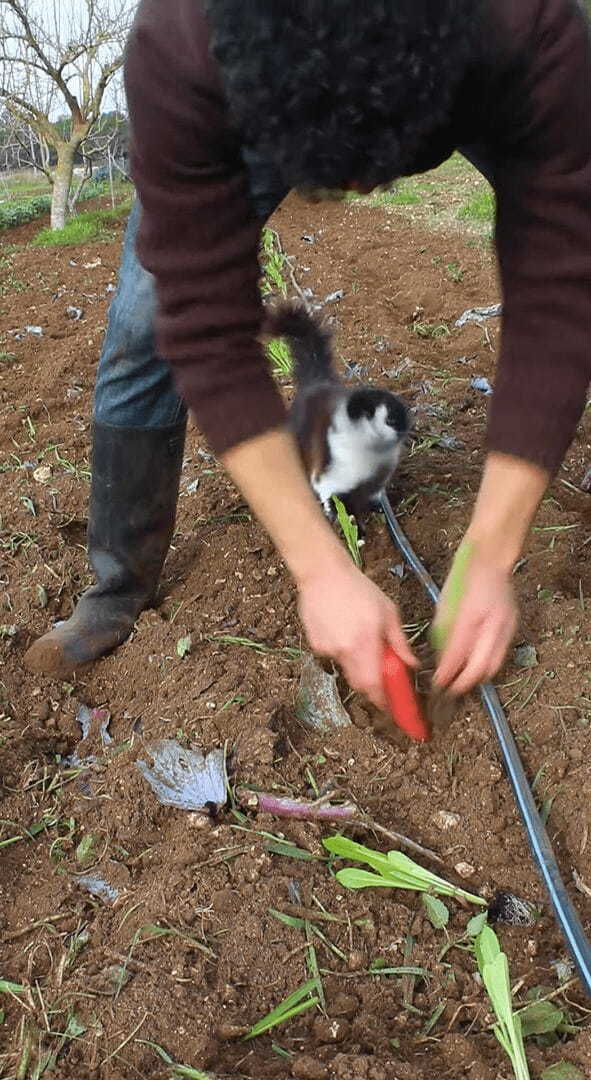 子猫が畑仕事のお手伝い？苗を植えたらひとなで、もうひとつ植えたらひとなで・・、ご褒美担当中！！【海外・動画】