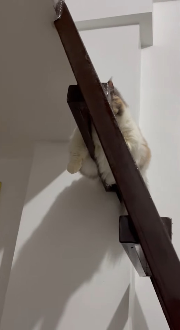 ロフトへの階段で突っ伏している猫。お昼寝しているのかと思い下から覗き込むと、あらビックリ！！【海外・動画】