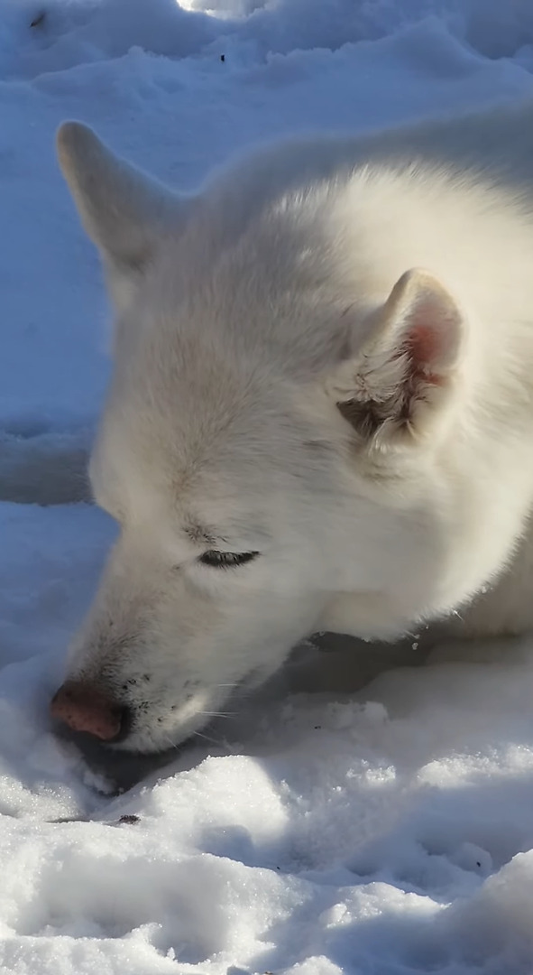 雪が降った後の庭にうずくまるハスキー犬。これでも雪を楽しんでいるようですよ？【アメリカ・動画】