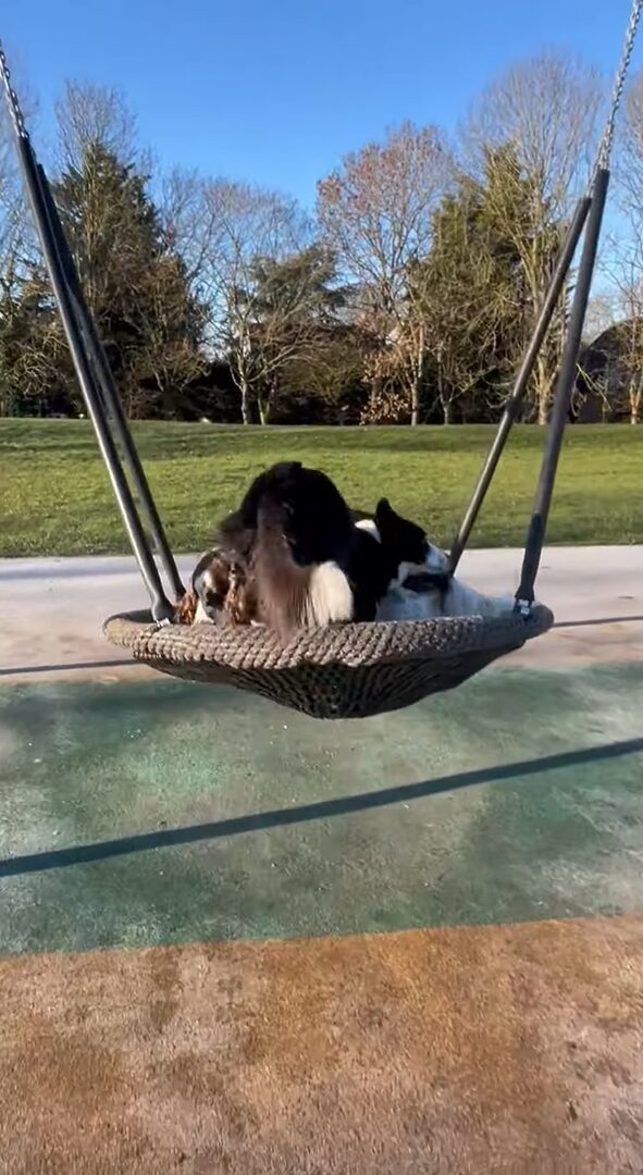 ブランコが大好きな愛犬たち。公園で見つけるとさっそく2匹で飛び乗った！！【海外・動画】