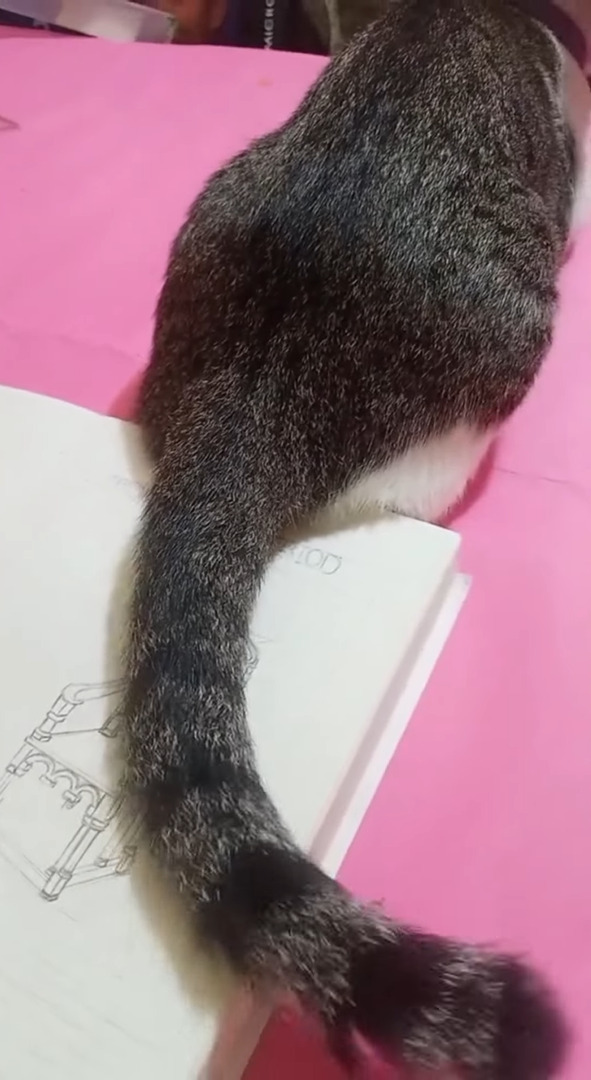 絵を描く飼い主さんの気を引きたい猫。しっぽをフリフリしているのを利用して飼い主さんが取った行動は？【海外・動画】