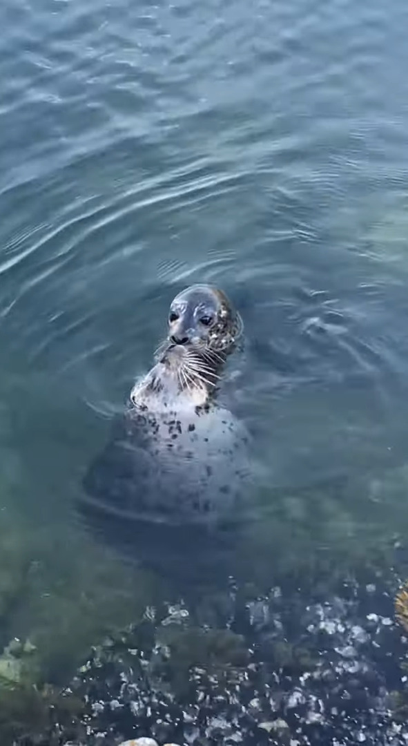 海岸沿いに姿をあらわしたアザラシの親子。挨拶するようにどんどん近付いてきてくれます！！【海外・動画】