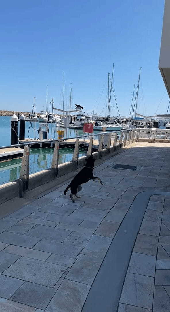 野鳥に犬はすっかり翻弄されている？頭上を自在に舞うセキレイに困っているように吠えかかっています