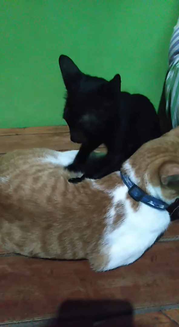 ふみふみ・・ふみふみ。フミフミ職人の黒猫は、同居猫のおなかをマッサージするのに忙しいようで、飼い主さんにかまってくれません【海外・動画】
