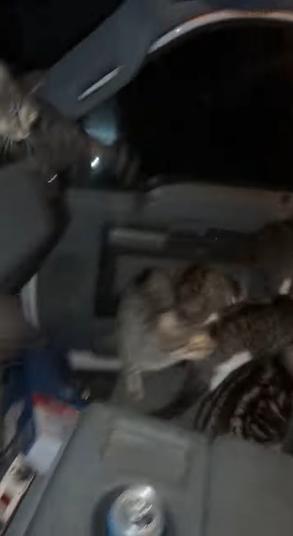 トラックの運転手さんが窓を開けたまま車を離れ戻ってみると車内が大変なことに!!かわいいギャングに占拠されてしまった!?【アメリカ・動画】