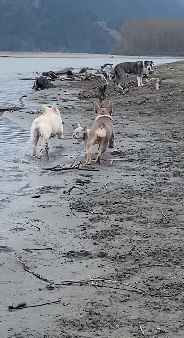 ビーチを駆け回る犬たち。元気な1匹の体がブルドッグの子犬の足にひっかかりハプニングが！！【海外・動画】