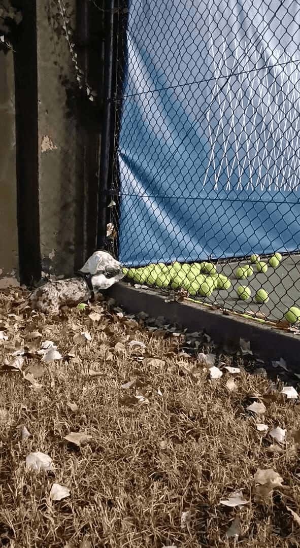 コートの隅に寄せられていくテニスボール。それを見て犬は全部欲しくなっちゃった！！【海外・動画】