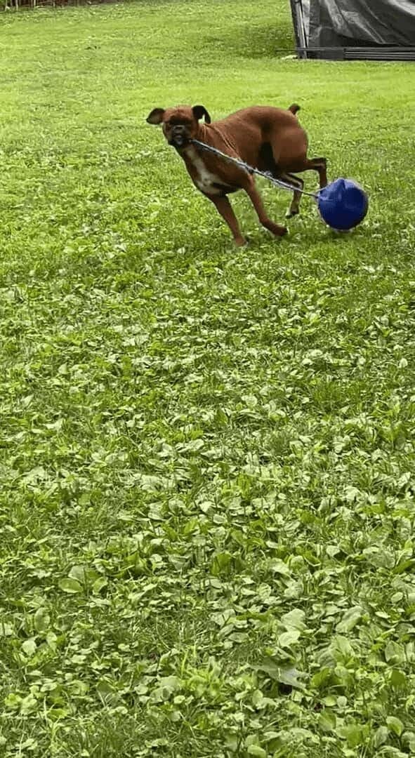 ボール遊びをするボクサー犬。ボールの紐をくわえてスイングさせる姿がアグレッシブ！！【アメリカ・動画】