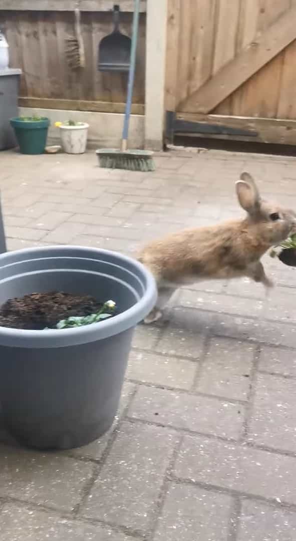 ウサギは植木鉢でいい感じのごはんを発見！！しかもつついていたら、根っこごとゲットできたので大喜び！！【海外・動画】