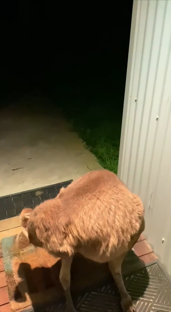 珍客の姿にビックリ！夜、誰か来たのかと玄関のドアを開けるとそこにいたのは・・、ある野生動物だったのです！！