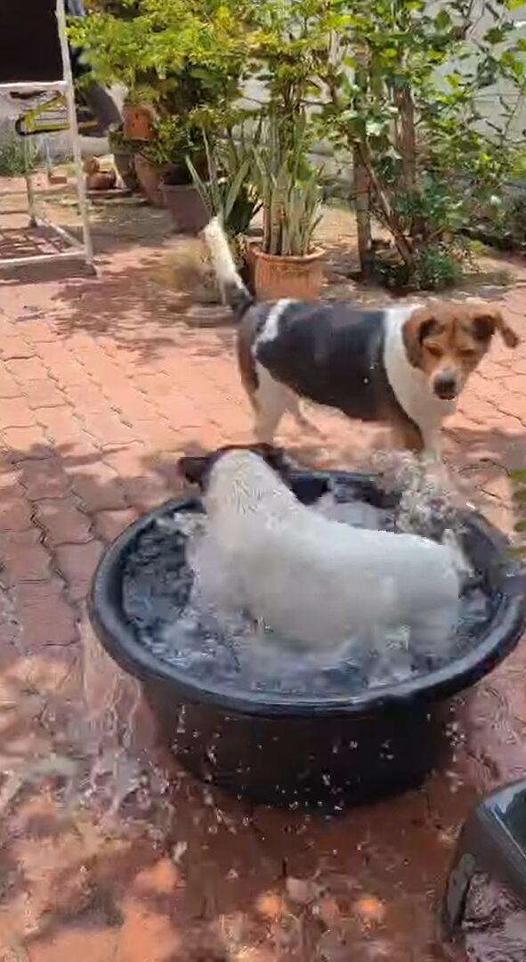 ダッシュで走ってきた子犬が向かった先は・・。タライに入って水遊び開始！！【海外・動画】