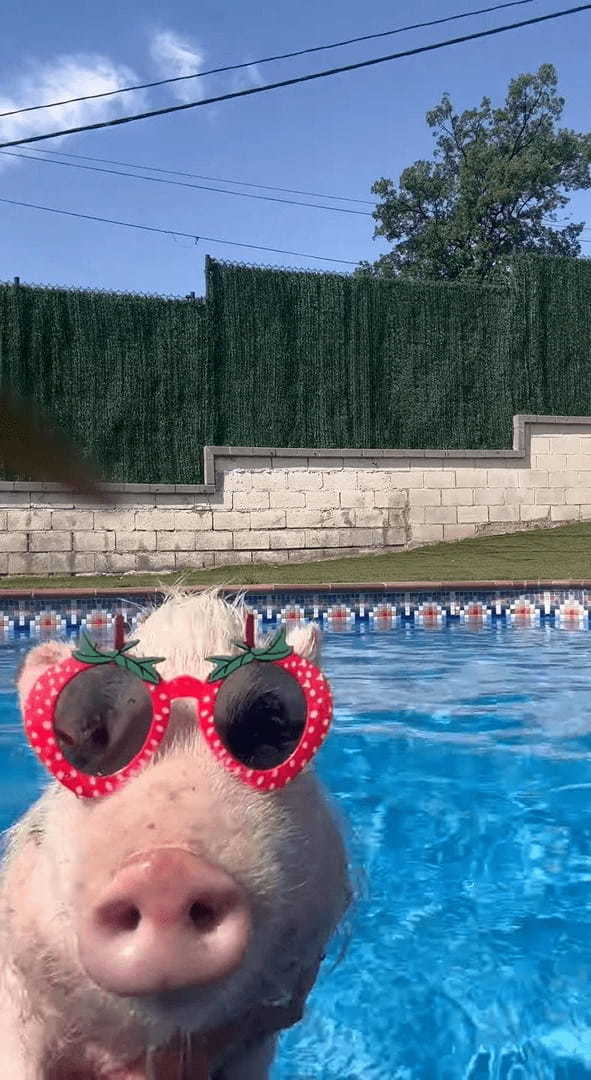 プールを満喫するブタ。かわいいサングラスをかけて上手に泳いでいます！！【海外・動画】