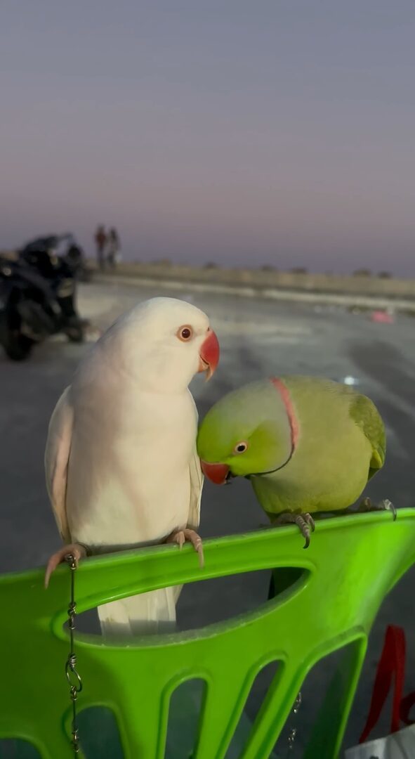 インコたちのデートスポットは椅子の上。背もたれに一緒に乗ってイチャイチャが止まらない！！