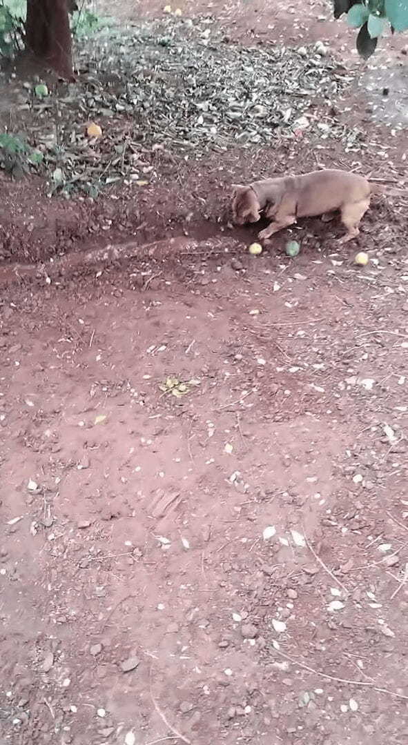 水路を夢中になって作る愛犬。洗車で流れ出た水を前にホリホリが止まらない！【海外・動画】