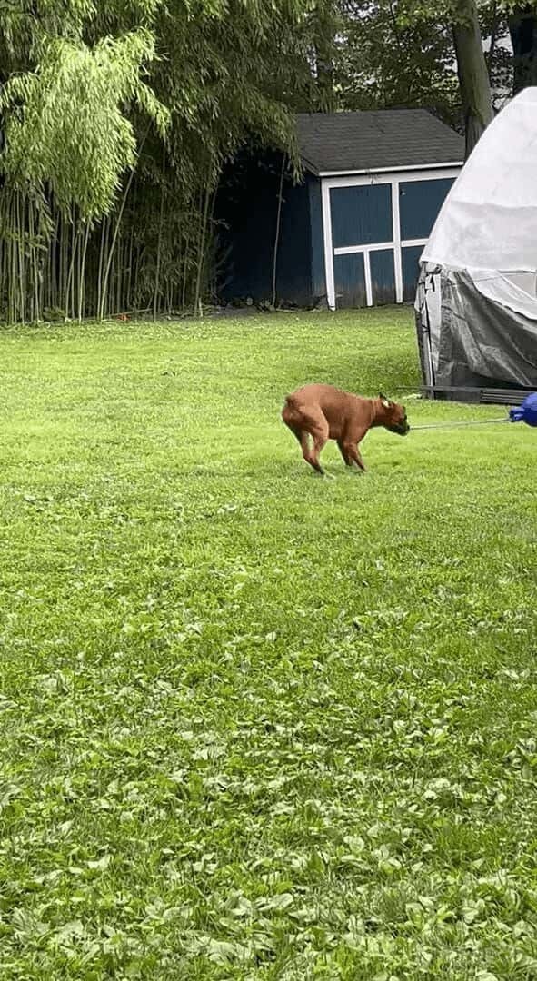 ボール遊びをするボクサー犬。ボールの紐をくわえてスイングさせる姿がアグレッシブ！！【アメリカ・動画】