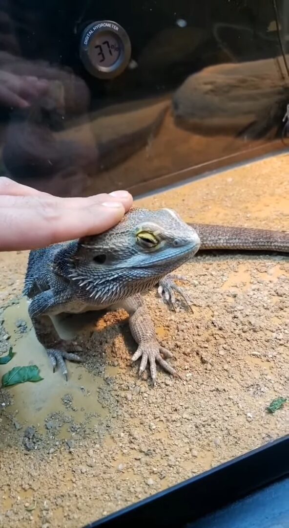 なでなでして～とおねだりするフトアゴヒゲトカゲ。せっかくならシチュエーションにもこだわりたい？【アメリカ・動画】