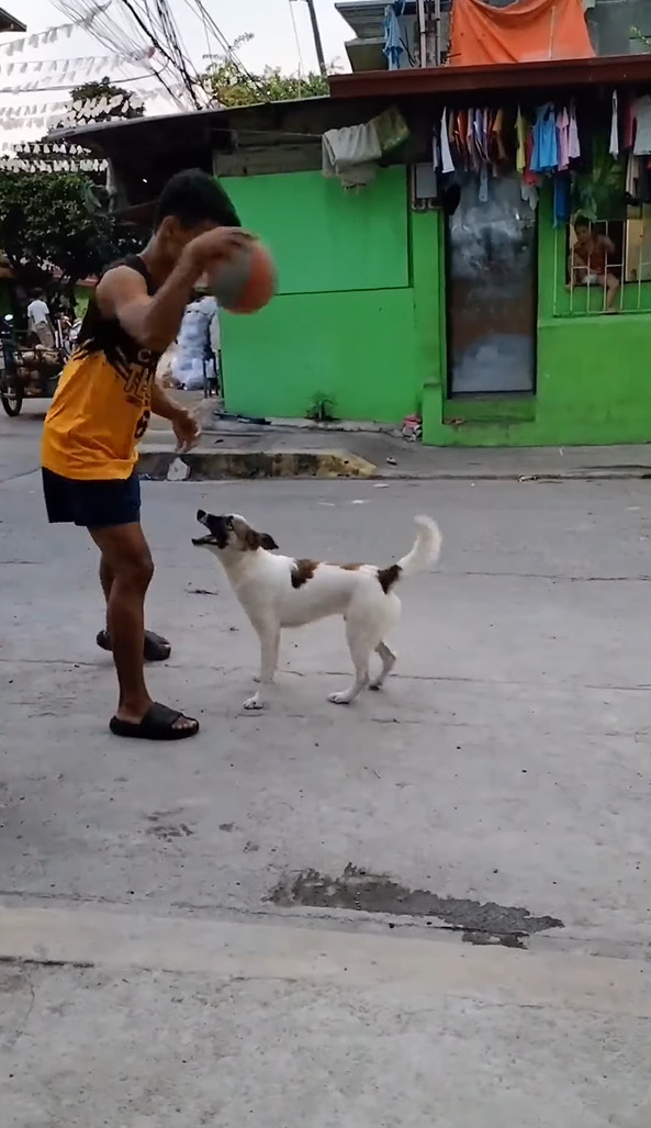 偶然？覚えた？飼い主さんがバスケットボールでドリブルをするのを見ていた愛犬。ボールを高く弾ませてもらうと・・なんとビックリ！！【動画】