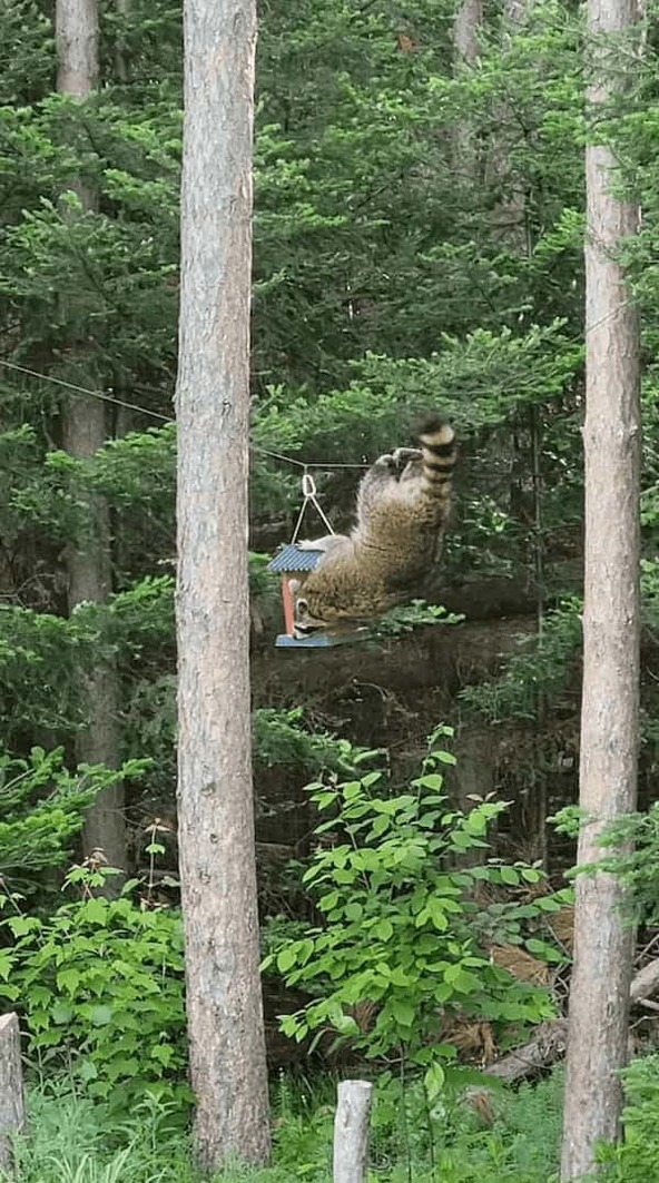 身軽で器用なアライグマ。野鳥用のエサ箱を吊るすワイヤー線につかまって移動していくと・・【アメリカ・動画】