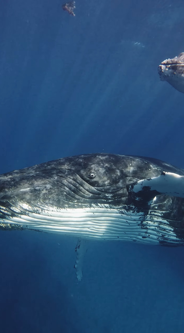 シュノーケリング中の奇跡。現れたクジラと目があった！？【海外・動画】