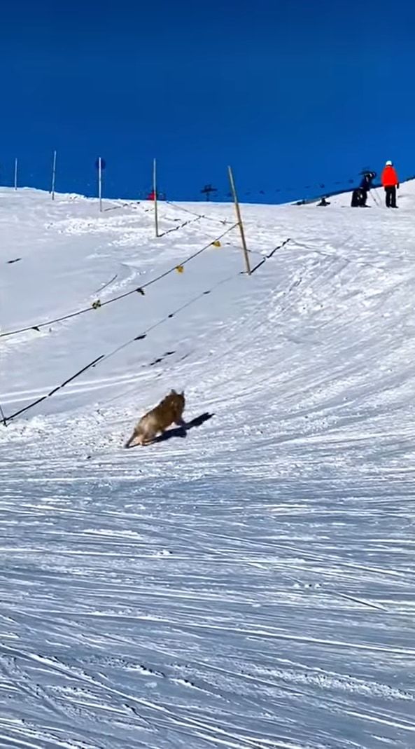 雪の斜面を滑って降りるゴールデンレトリバー。最高に楽しかったのか、「もう一回滑りたいワン」とばかりに、ダッシュで坂を登り戻っていくのでした