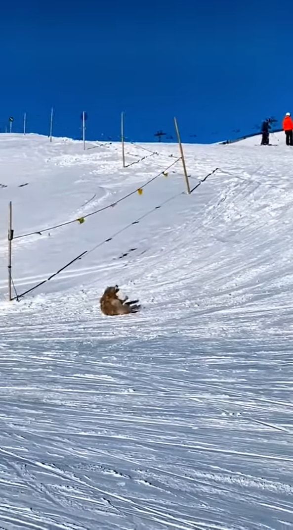 雪の斜面を滑って降りるゴールデンレトリバー。最高に楽しかったのか、「もう一回滑りたいワン」とばかりに、ダッシュで坂を登り戻っていくのでした