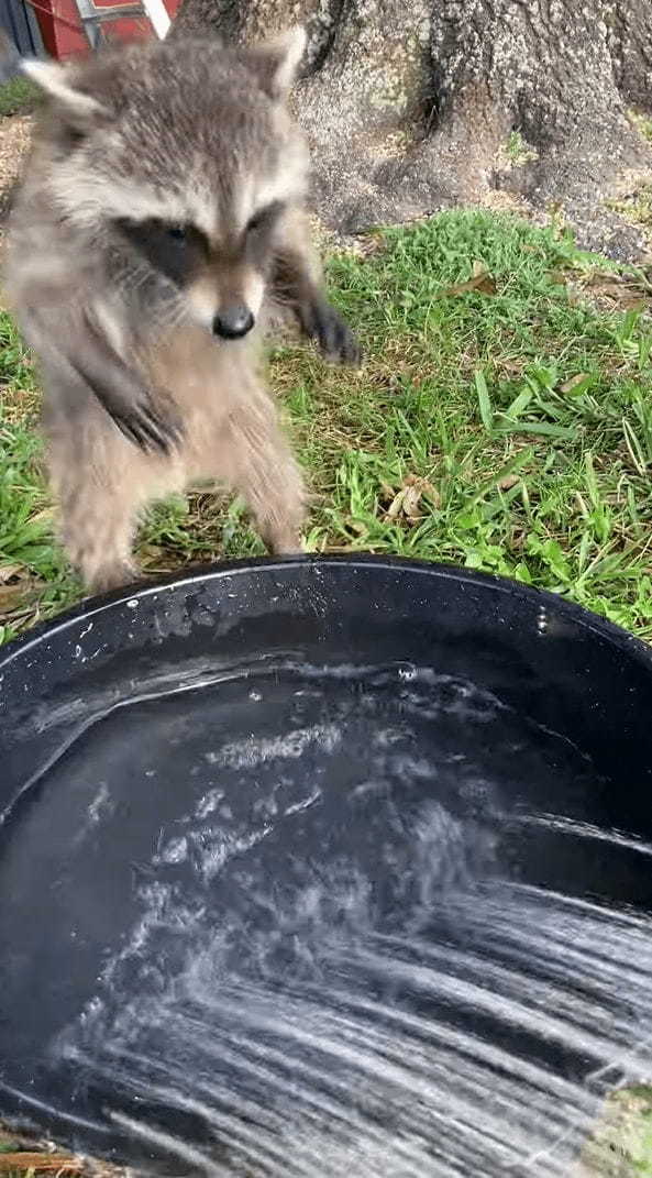 水遊びにやってきたアライグマ。シャワーが勢いよくながれる様子に最初はビックリしたようですが・・・、すぐに慣れたのか水遊びを堪能するのでした