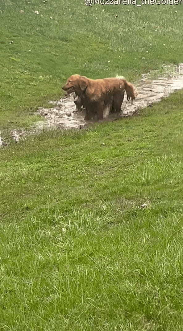 泥の水たまりを見つけたゴールデンレトリバーたち。飼い主さんの制止も振り切り、水たまりへバシャン！楽しそうにしますが、この後が大変そうです