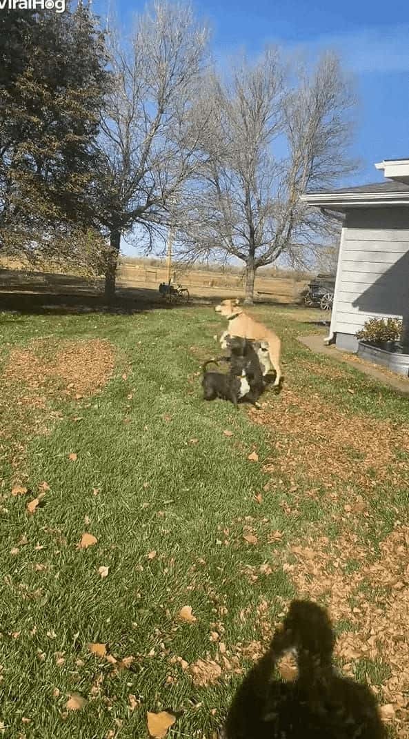 風船でバレーボールを楽しむ子犬たち。3匹で楽しそうにトスを上げていましたが・・・、みんな元気すぎたようです