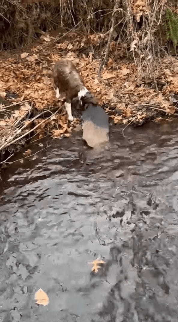 水の中にポチャンと投げたのは小石のはずなのに・・、拾いに向かった愛犬がくわえ上げたのは随分な大物ですよ？！？！【アメリカ・動画】