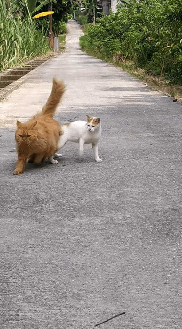 一直線に駆けてくる猫。撮影者さんの懐にダイブしてくれる勢いでしたが、萎えて足を止めるほどの横やりを入れられてしまいました・・