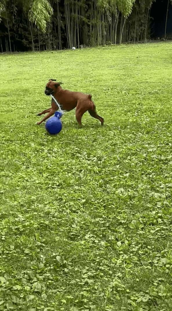 ボール遊びをするボクサー犬。ボールの紐をくわえてスイングさせる姿がアグレッシブ！！【アメリカ・動画】