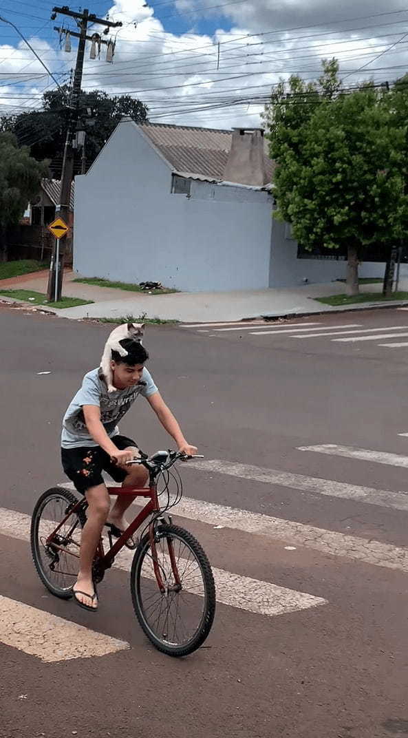 自転車を走らせる男性。白いヘルメットを被っているようにも見えますが・・・