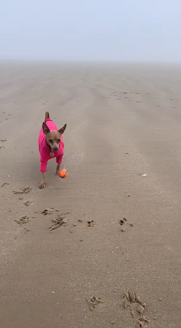 飼い主さんの投げたボールを追って霧の中に消えていったミニチュア・ピンシャー。ボールをしっかり取って来れるのでしょうか？【海外・動画】