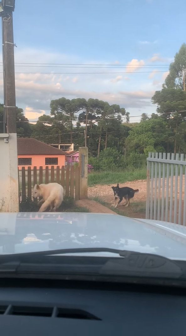 この子たち流のお見送り？飼い主さんが車を出す際にクルクル回る愛犬たち