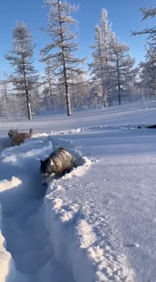 雪を堪能するハスキー犬たち