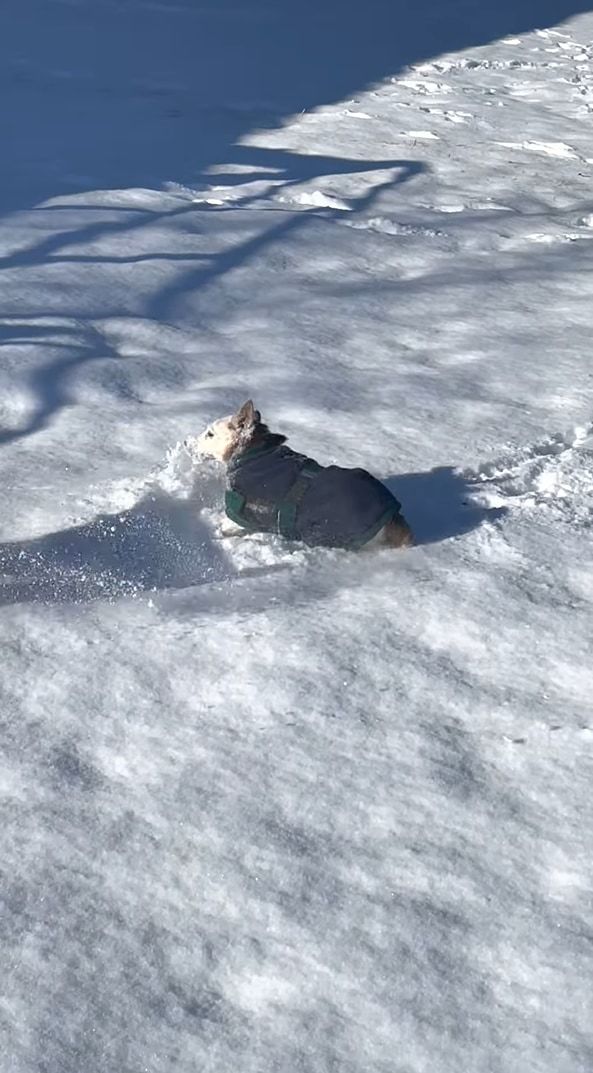 飼い主さんの元へ向かおうと雪の上を走っていたジャックラッセルテリア。ところが雪に浮かれた子犬にとんでもない方法で邪魔されてしまいました！