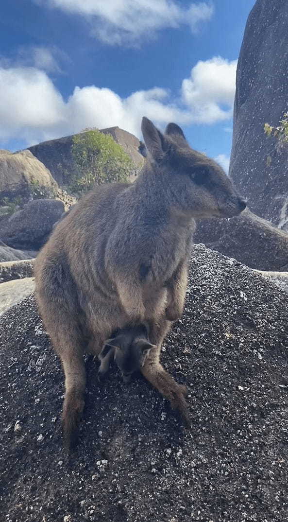 ワラビーはカンガルーの仲間！だからおなかにあるポケットには・・かわいい赤ちゃんの姿が！！【海外・動画】