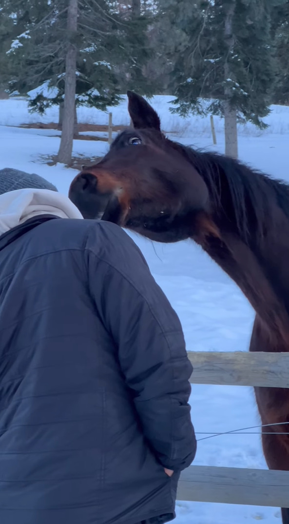 牧場にいる馬が動きを真似っこしてくると気が付いた撮影者さんたち。そこで体を大きくかしげてみたら・・【アメリカ・動画】