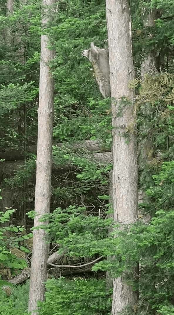 身軽で器用なアライグマ。野鳥用のエサ箱を吊るすワイヤー線につかまって移動していくと・・【アメリカ・動画】