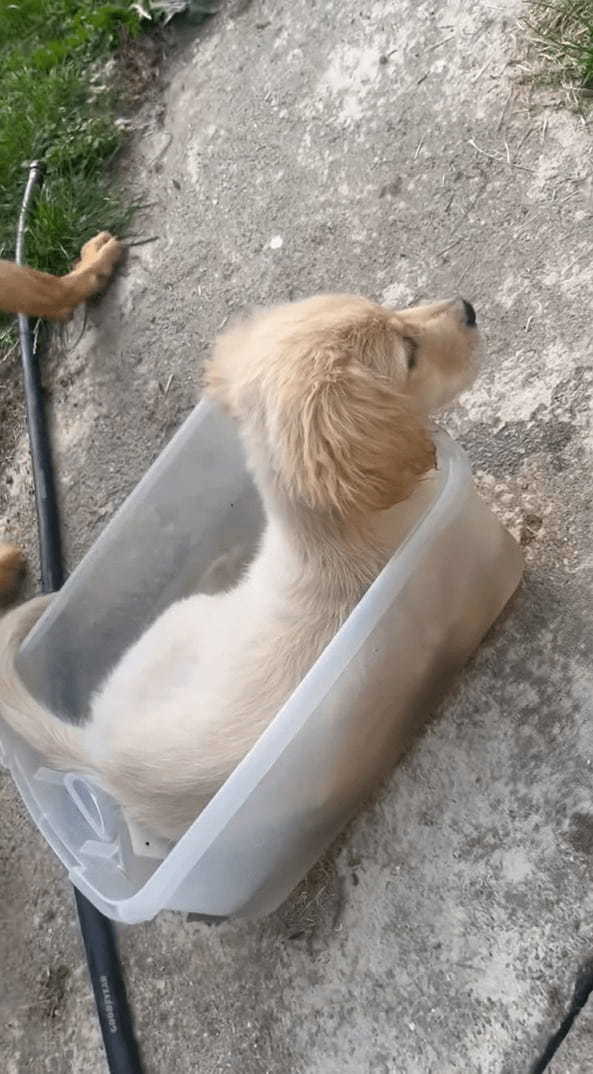 水遊びをする子犬。この子は大きなプールよりも体にフィットする容器の方が好きみたい！！【アメリカ・動画】