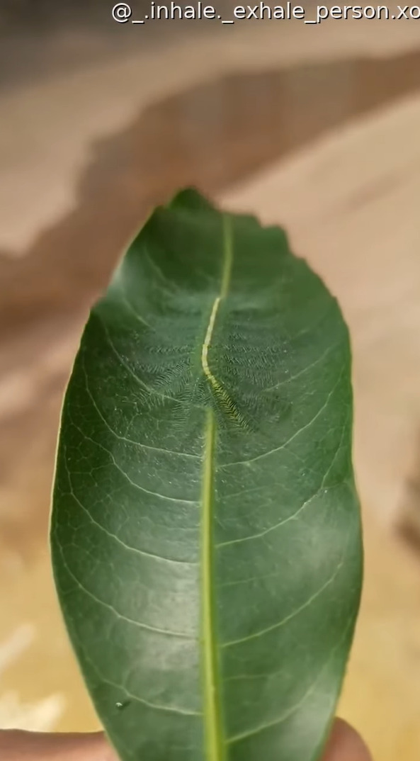 擬態のプロすぎる・・。この葉っぱの上に、『ある虫』がいるのですが・・どこにいるか分かりますか？？