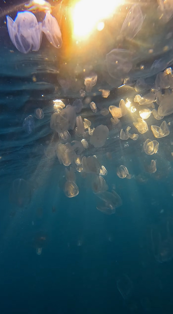 シドニーの人気ビーチ、クロヌラビーチの海中からの映像に癒やされる！！たゆたうクラゲの群れがいました！！