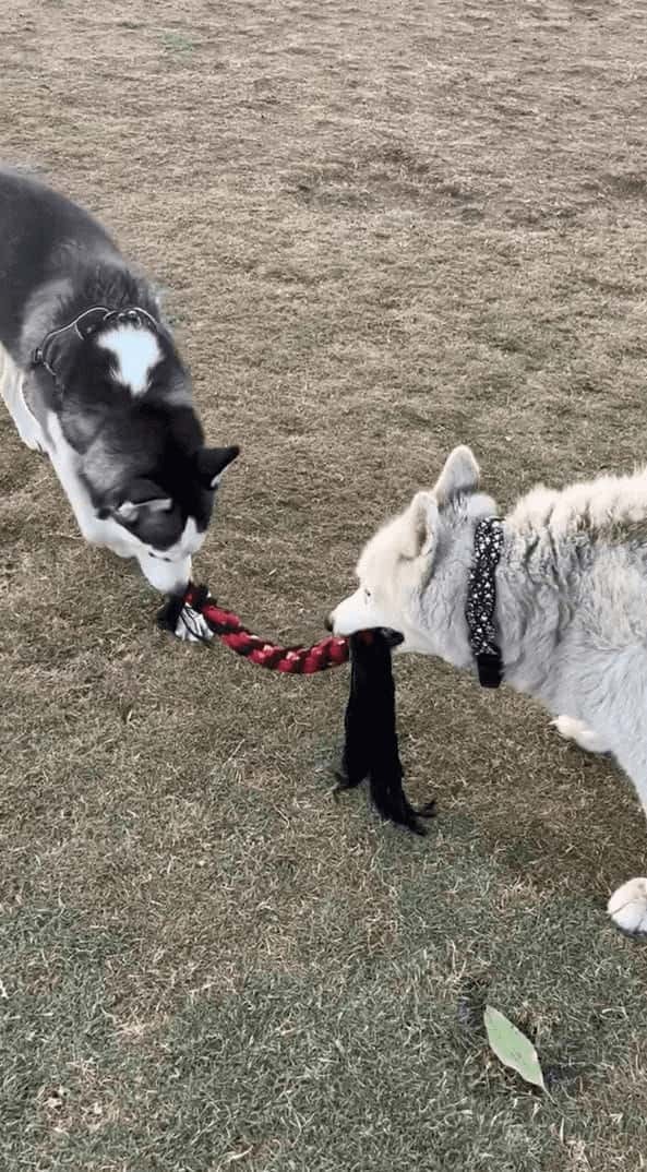 救助犬も暑い日は大変！氷の差し入れをもらってみんな大喜び！！【アメリカ・動画】