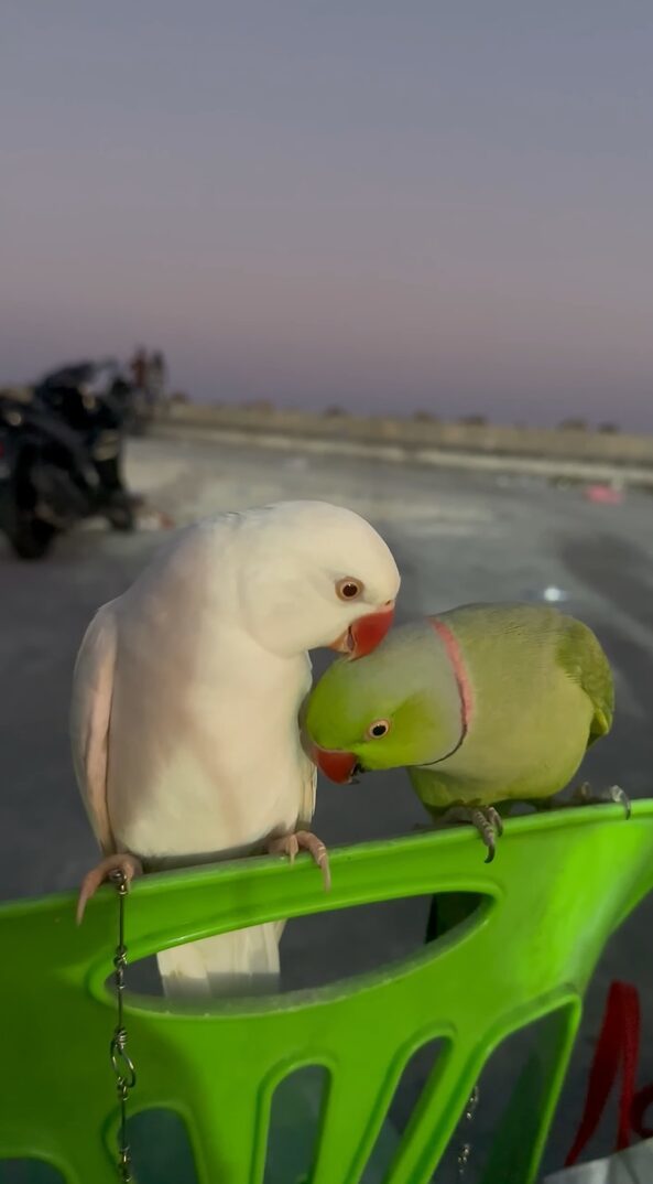 インコたちのデートスポットは椅子の上。背もたれに一緒に乗ってイチャイチャが止まらない！！