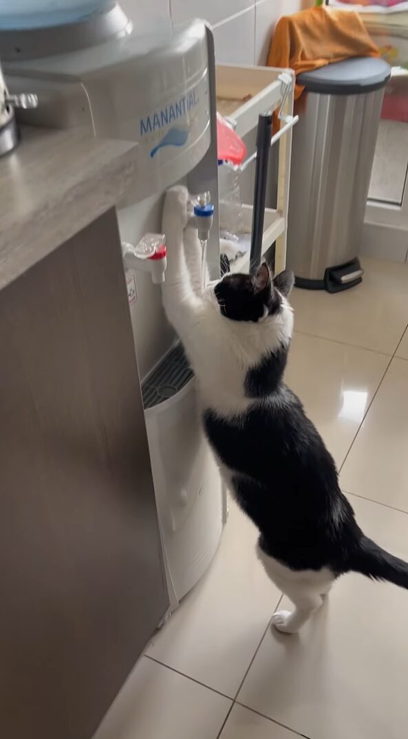 水を飲むのが上手すぎる猫。ウォーターサーバーから水を直飲み！？【海外・動画】